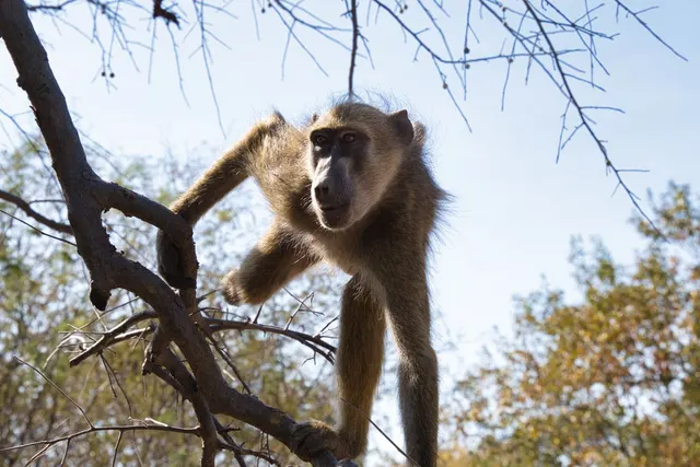 A baboon climbing a branch.