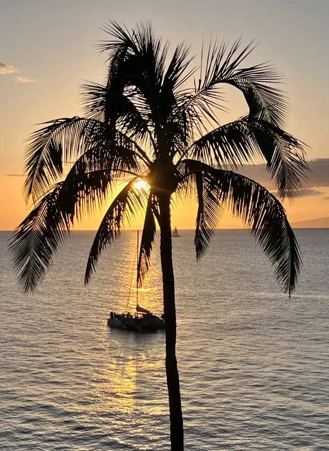 A palm tree silhouetted against a sunset over the sea, a catamaran beyond.