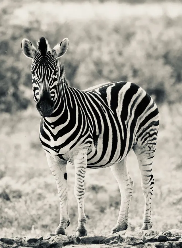 A zebra facing the camera, in black and white.